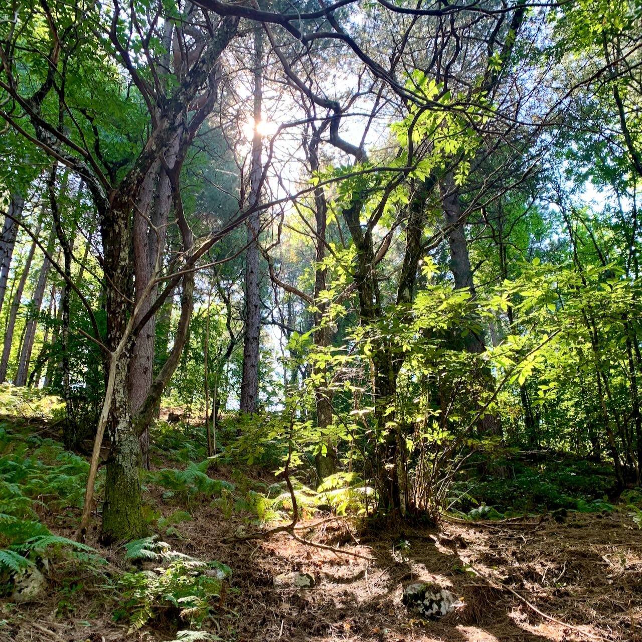 Sunlight coming through a forest
